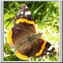 Vanessa atalanta - Admiral 08.jpg